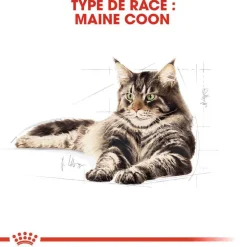 ROYAL CANIN - Croquettes chat Maine Coon Adulte à partir de 15 mois 4kg