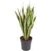 Sanseveria Trisfasciata : pot D.24cm