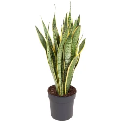 Sanseveria Trisfasciata : pot D.24cm