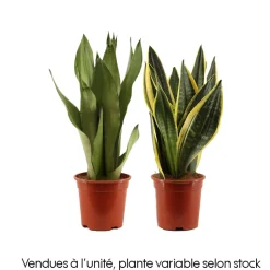 Sansevieria mix : pot D.17cm