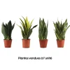Sansevieria mix, variétés variables : Pot D14cm