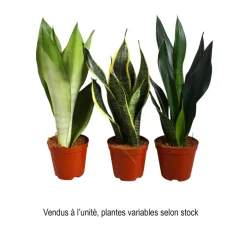 Sansevieria mix, variétés variables : Pot D14cm