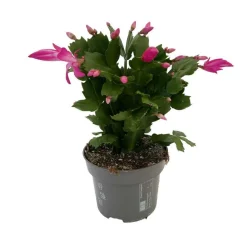 Schlumbergera : Pot D.13cm