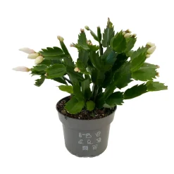 Schlumbergera : Pot D.13cm
