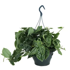 Scindapsus pictus 'Argyraeus' : pot D.19cm