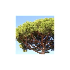 SECRET VERT - Terreau bio secret terre végétale 40 litres