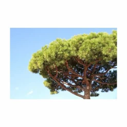 SECRET VERT - Terreau bio secret terre végétale 40 litres