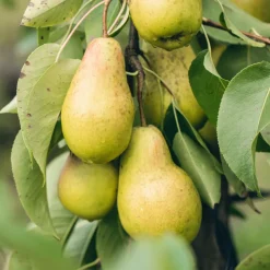 SECRET VERT - Terreau lombricompost régénérant 20 kg