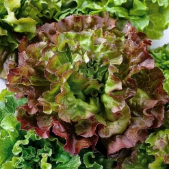 SEMISAUVAGE PERMACULTURE - Coffret de graines - spécial salades - semisauvage permaculture