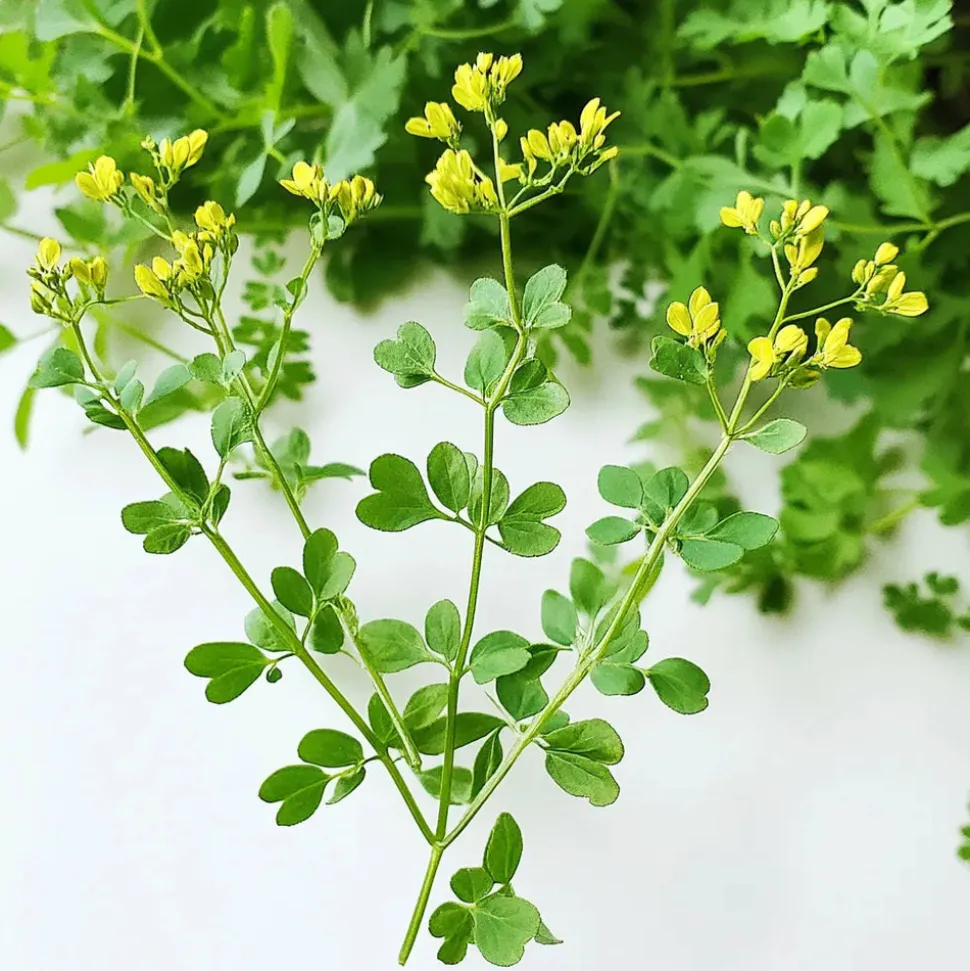 SEMISAUVAGE PERMACULTURE - 100 graines de rue officinale (ruta graveolens) - semisauvage permaculture