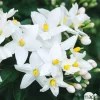 Solanum jasminoïdes, pot D11cm