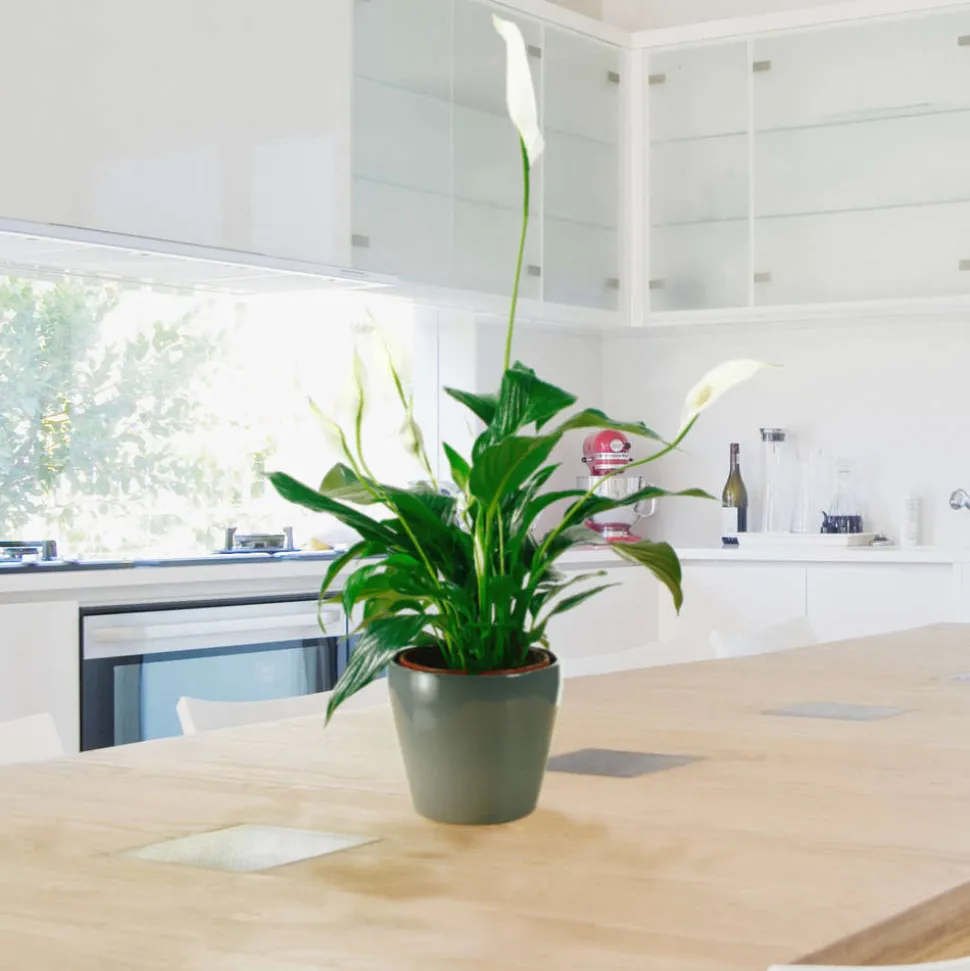 Spathiphyllum : Pot Ø 17cm