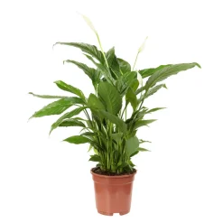 Spathiphyllum : Pot Ø 17cm
