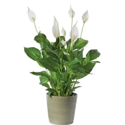 Spathiphyllum : Pot Ø 17cm