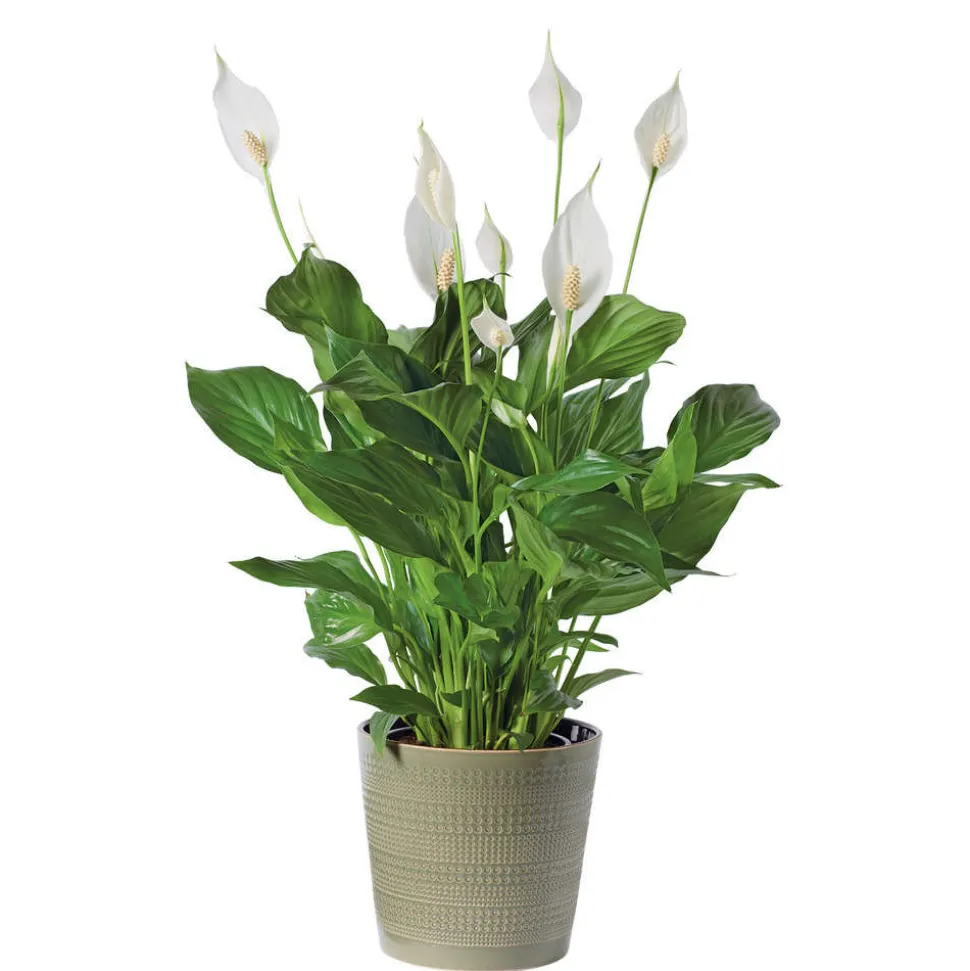 Spathiphyllum : Pot Ø 17cm