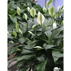 Spathiphyllum : Pot Ø 17cm