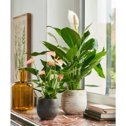 Spathiphyllum : Pot Ø 17cm