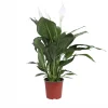 Spathiphyllum 'Bingo Cupido' - Pot 17cm