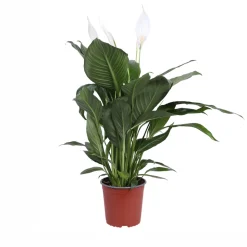 Spathiphyllum 'Bingo Cupido' - Pot 17cm