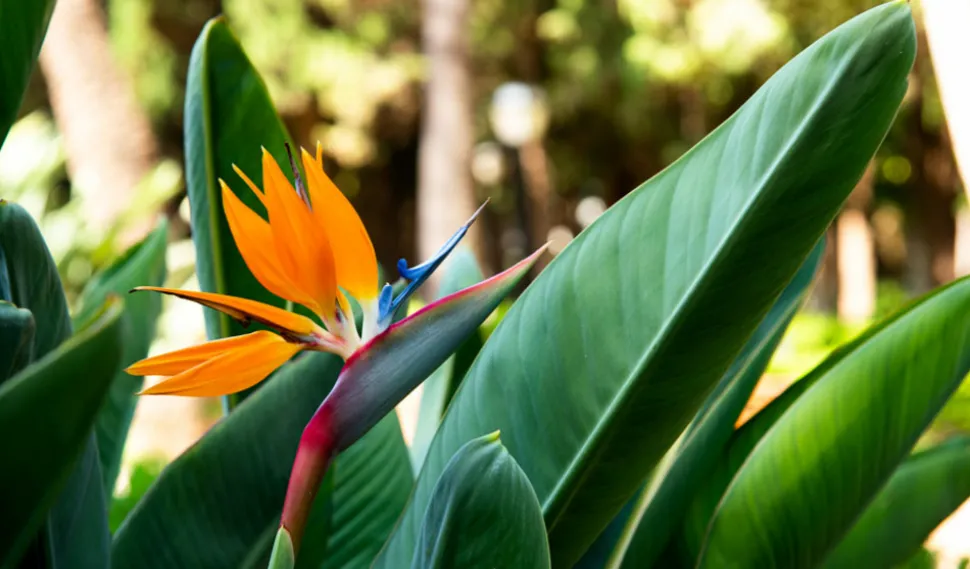 Strelitzia reginae - oiseau de paradis h-70/80cm