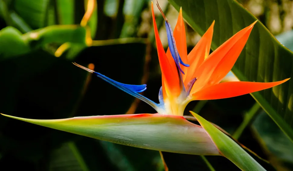 Strelitzia reginae - oiseau de paradis h-70/80cm