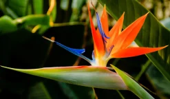 Strelitzia reginae - oiseau de paradis h-70/80cm