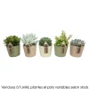 Succulente : pot pastel D.10cm