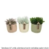 Succulente : pot pastel D.13cm