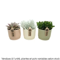 Succulente : pot pastel D.13cm