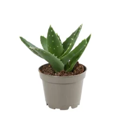 Succulentes : Pot d5.5cm - Variétés variables