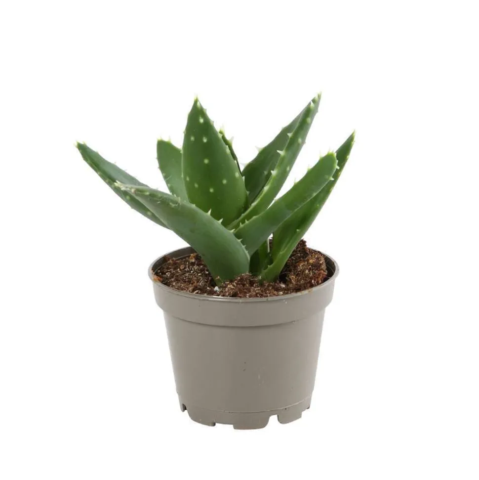 Succulentes : Pot d5.5cm - Variétés variables