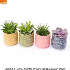 Succulentes mix- Céramique - D 10cm