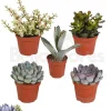 Succulentes mélange de 5 pots h-7/14cm