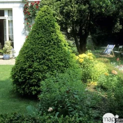 Taxus baccata, ctr 15L