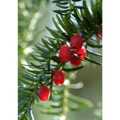 Taxus baccata, ctr 15L