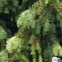 Taxus baccata, ctr 15L