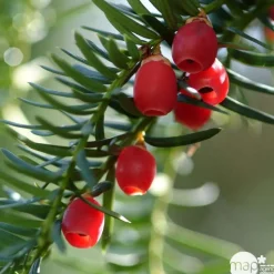 Taxus baccata, ctr 15L