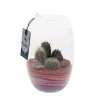 Terrarium avec cactus : D.25cm