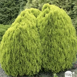 Thuya orientalis Aurea Nana, H : 30/40 cm, ctr 4L