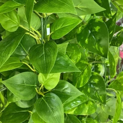 Tige de plante artificielle en plastique, plante grimpante de 2 mètres de long