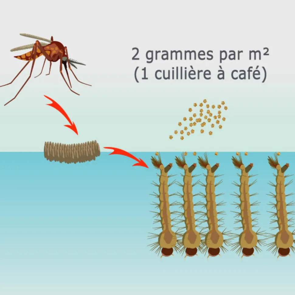 TOUT POUR LES NUISIBLES - Solu'bti - moustiques - 800 gr de larvicide biologique