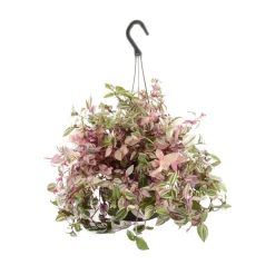 Tradescantia : suspension diamètre 17 cm - Variétés variables