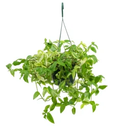 Tradescantia : suspension diamètre 17 cm - Variétés variables