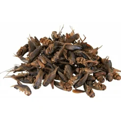 TRIXIE - Grillons séchés 25 gr, pour reptiles.