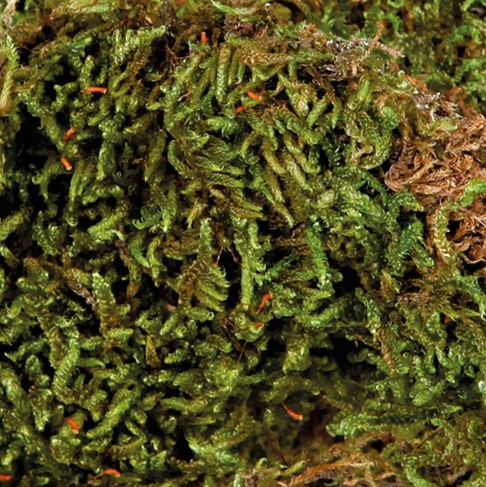 TRIXIE - Mousse pour terrarium, 200 g, substrat pour terrariums humides.