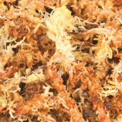 TRIXIE - Sphaigne mousse de shagnum 100 g 4.5 litres reptile