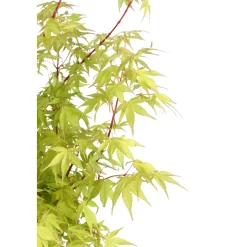 TRUFFAUT - Acer palmatum : ctr 7 L- Variétés variables