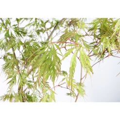 TRUFFAUT - Acer palmatum : ctr 7 L- Variétés variables