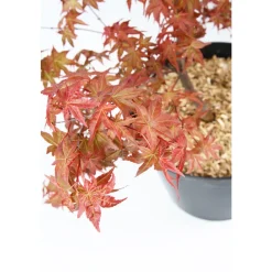 TRUFFAUT - Acer palmatum : ctr 7 L- Variétés variables
