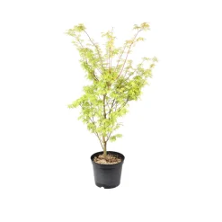 TRUFFAUT - Acer palmatum : ctr 7 L- Variétés variables